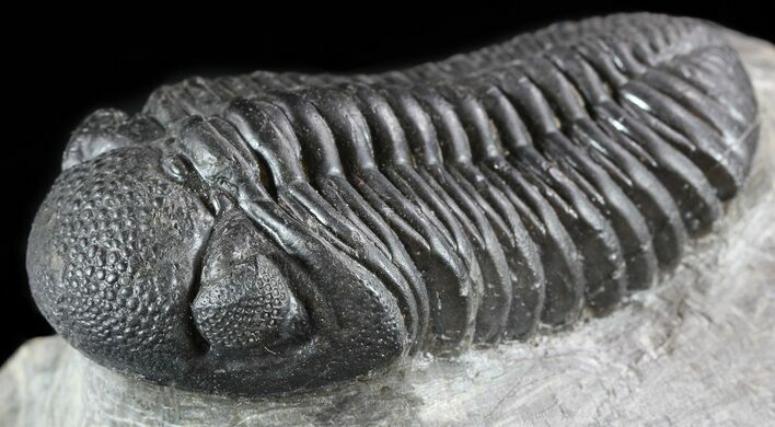 Detailed, Pedinopariops Trilobite - Mrakib, Morocco #50548